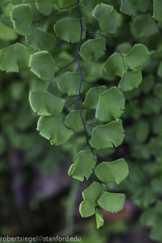 maidenhair fern